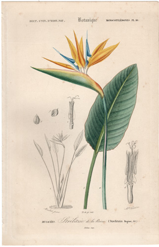 Bird of Paradise